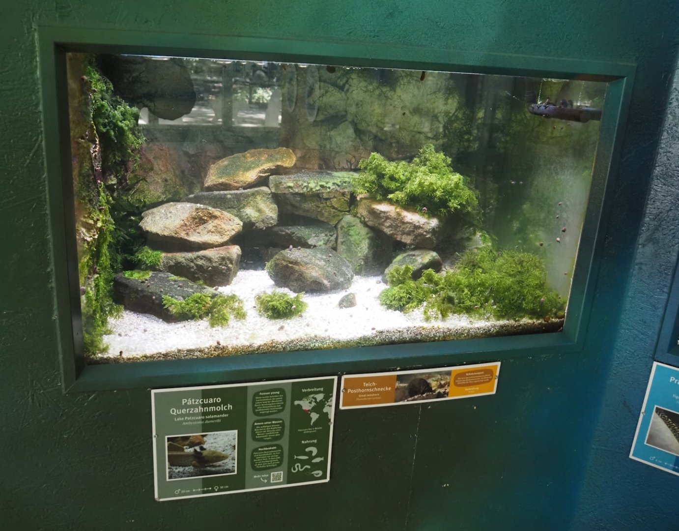 Lake Patzcuaro salamander and Great ramshorn snail tank, 2025-05-22