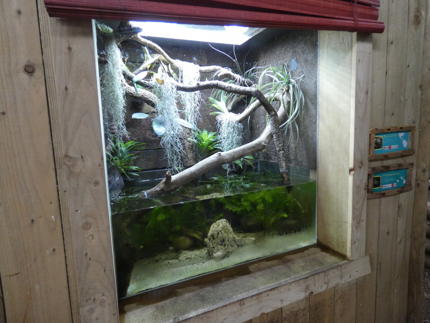 Lake Patzcuaro salamander and Mexican tree frog enclosure