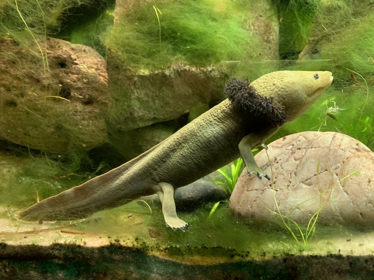 Lake Patzcuaro Salamander at London Zoo (2019)