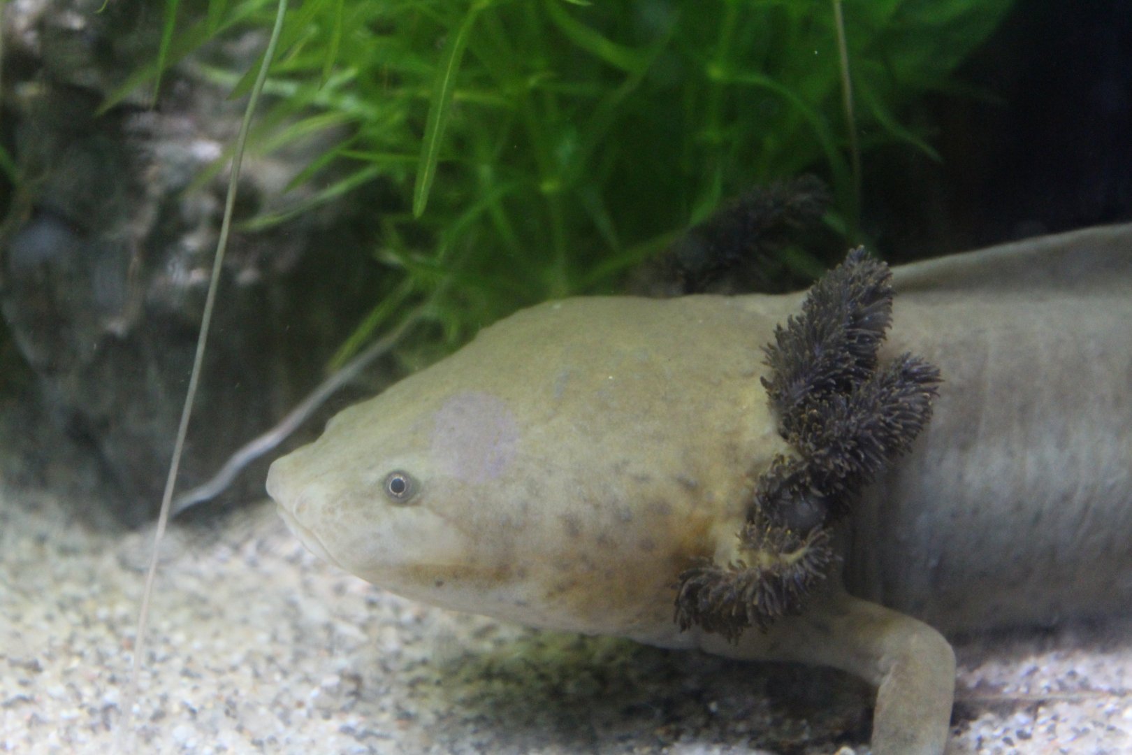 Lake Patzcuaro Salamander Chester Zoo 17th June 2017