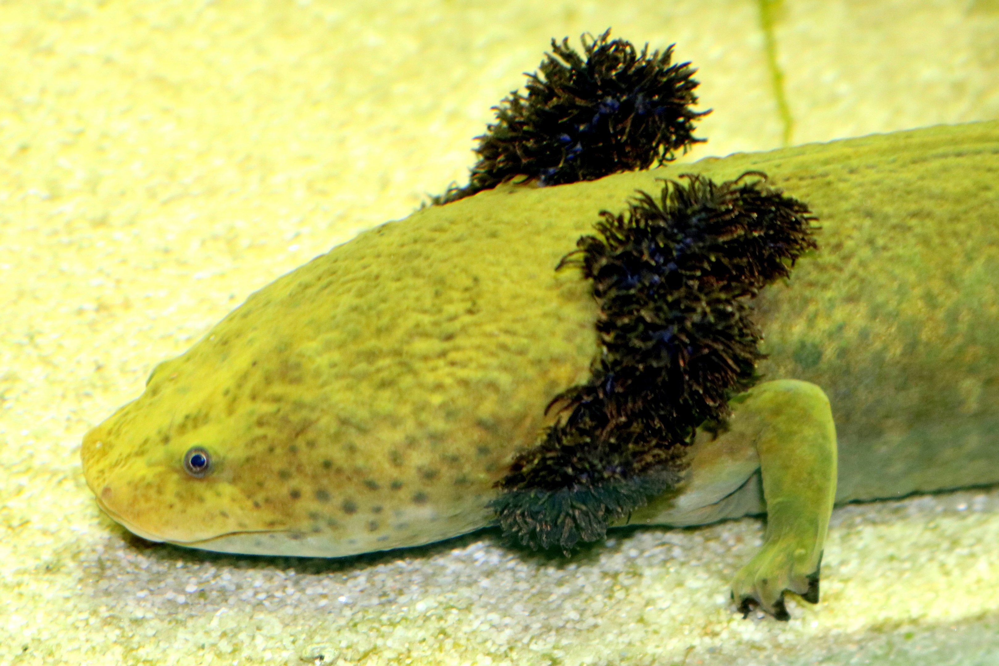 Lake Patzcuaro salamander; London Zoo; 24th February 2018