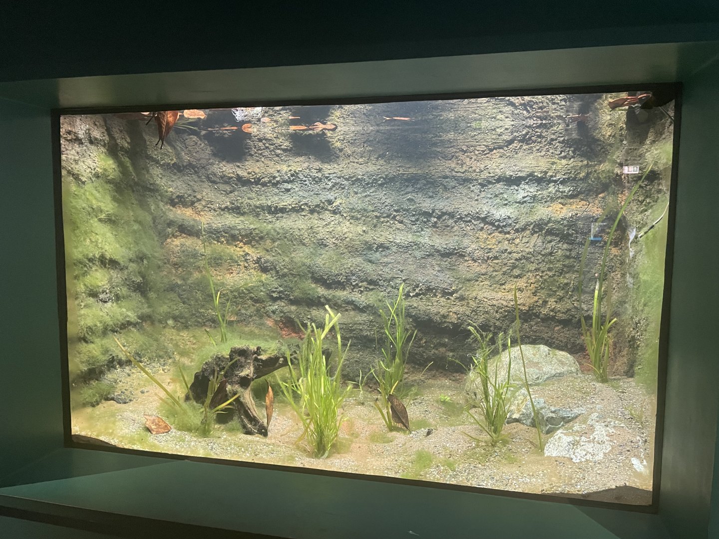 Lake Pátzcuaro Salamander Tank.