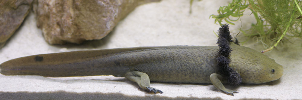 Lake Patzcuaro salamander