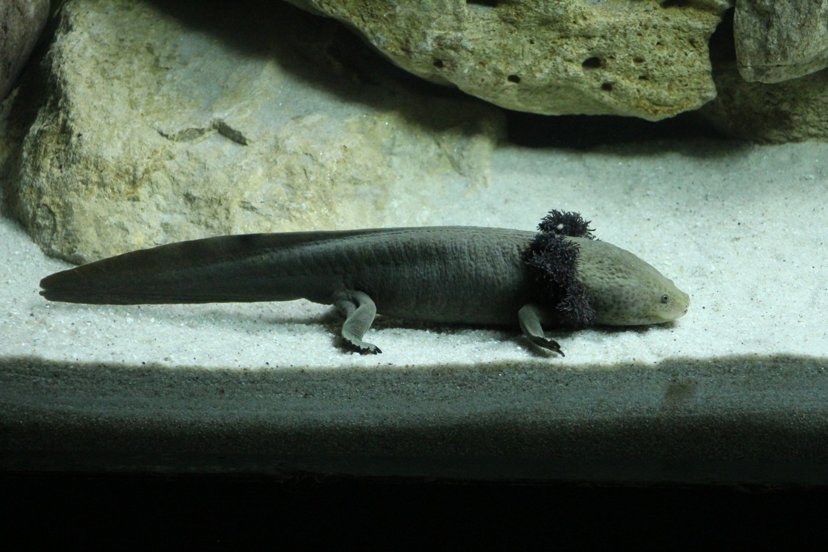 Lake Pátzcuaro Salamander