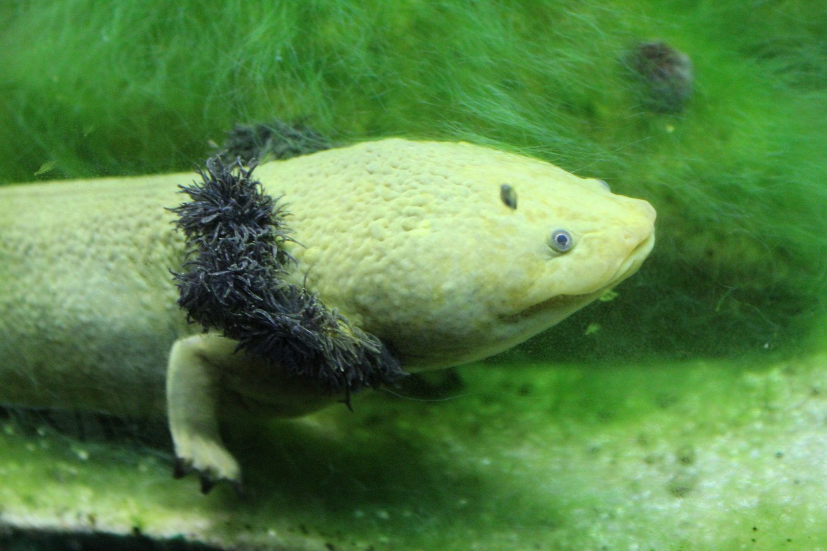 Lake Patzcuaro Salamander