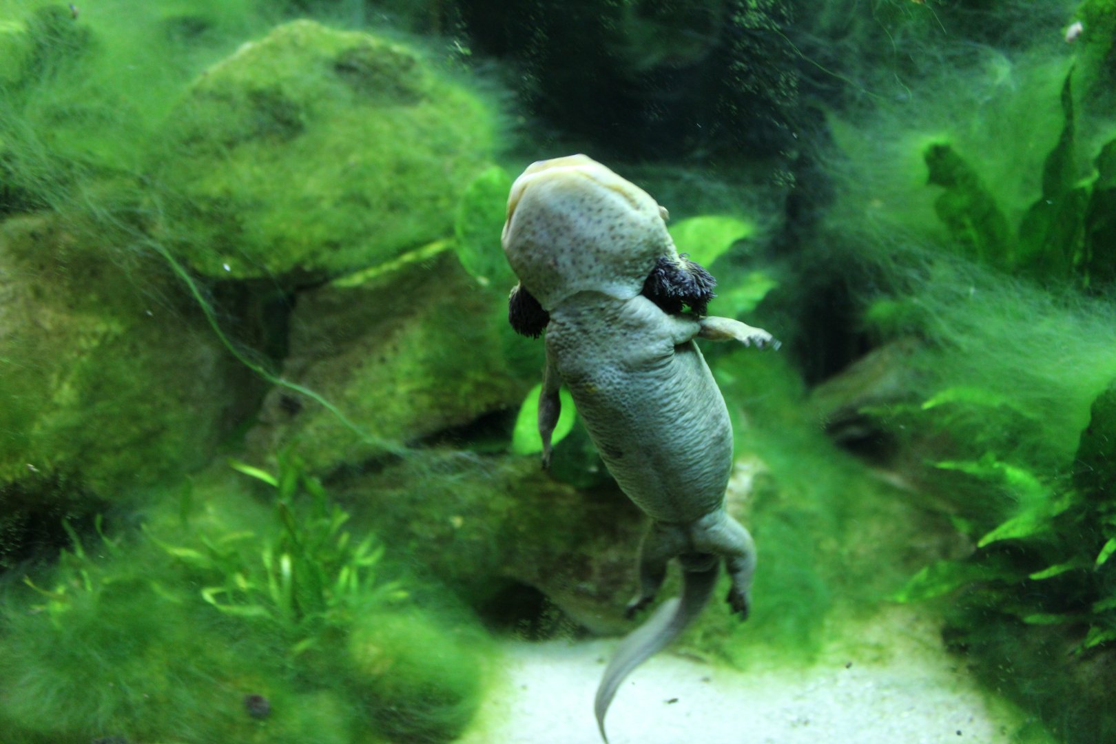 Lake Patzcuaro Salamander