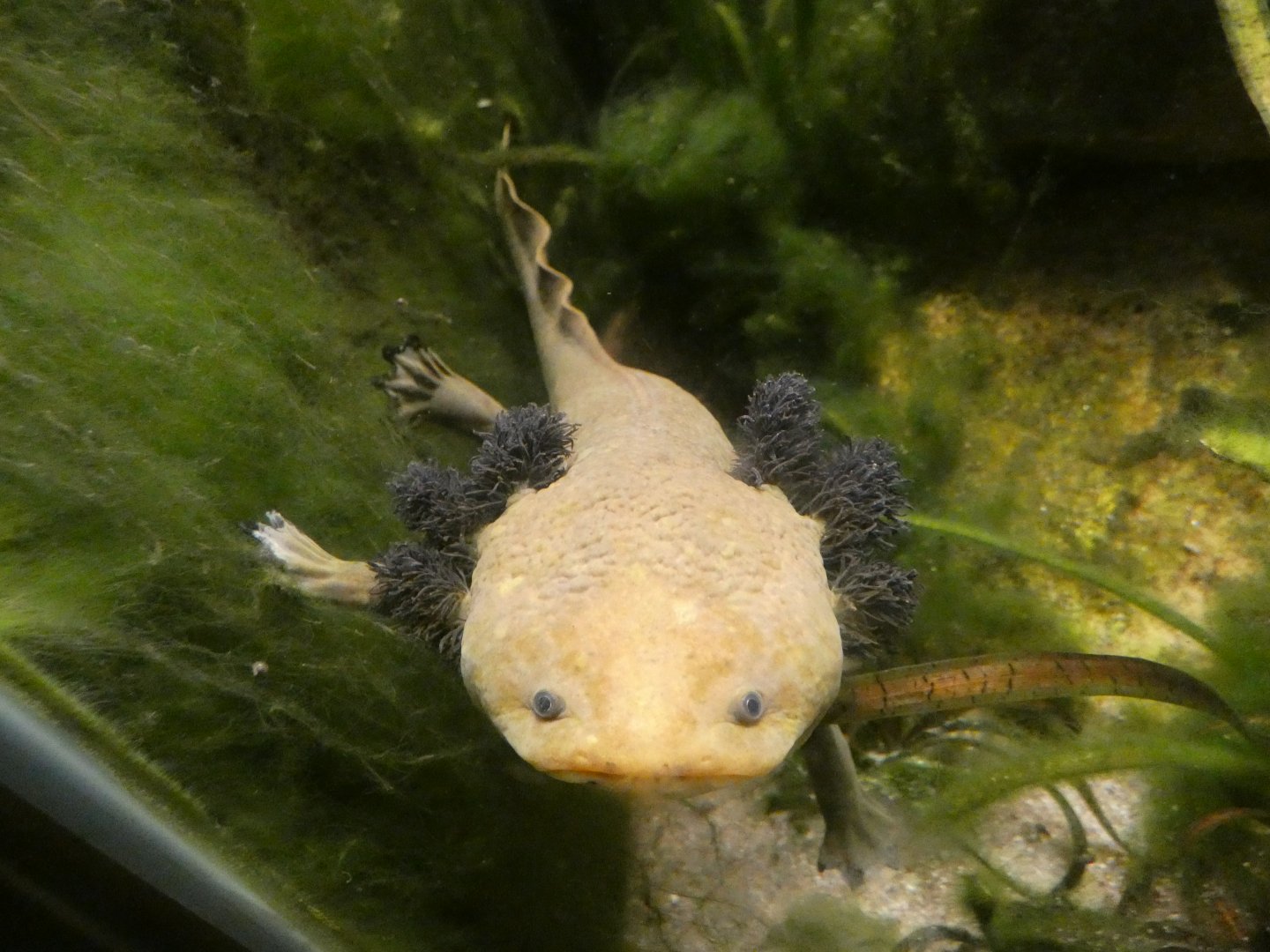 Lake Patzcuaro salamander