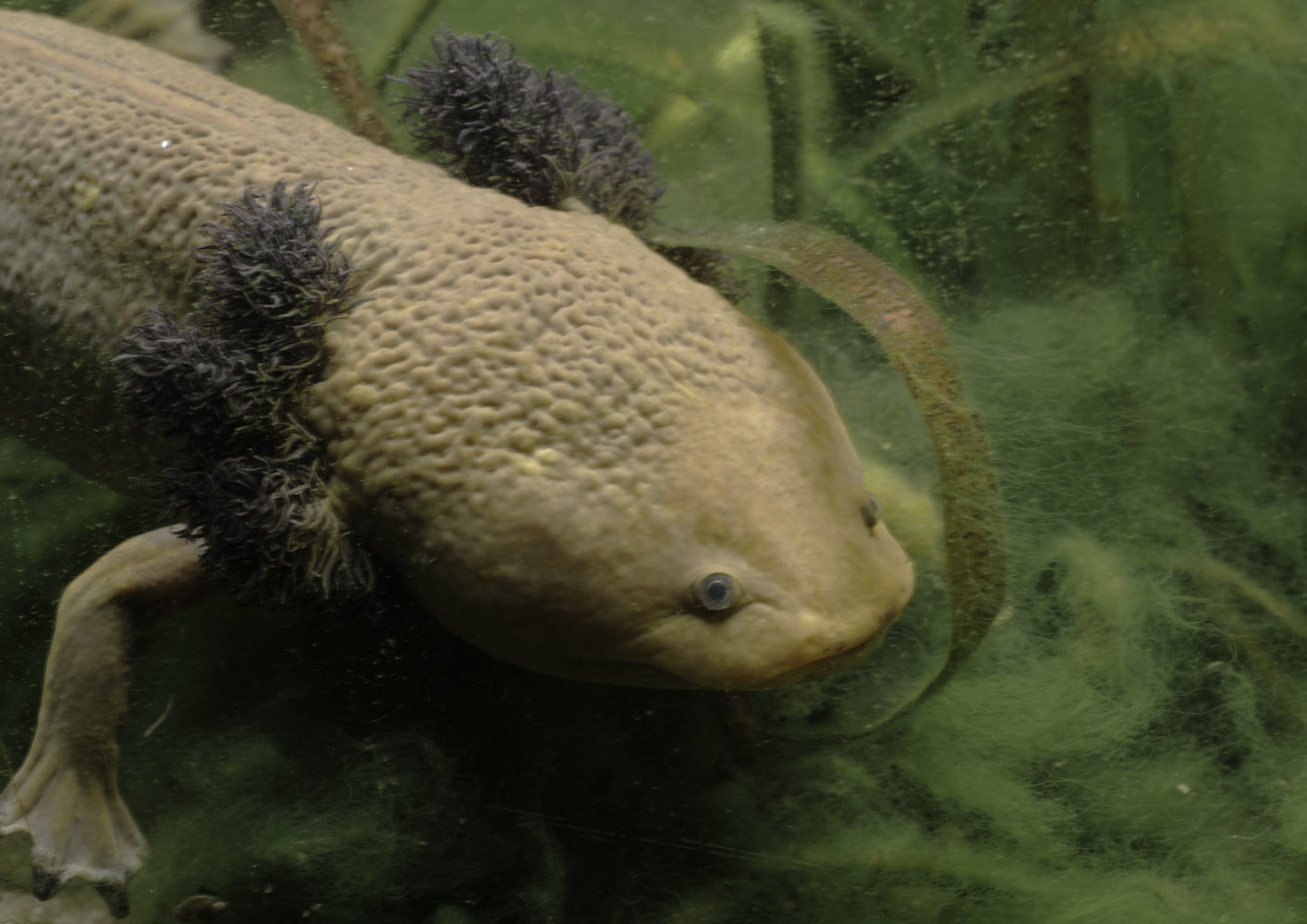 Lake Pátzcuaro salamander