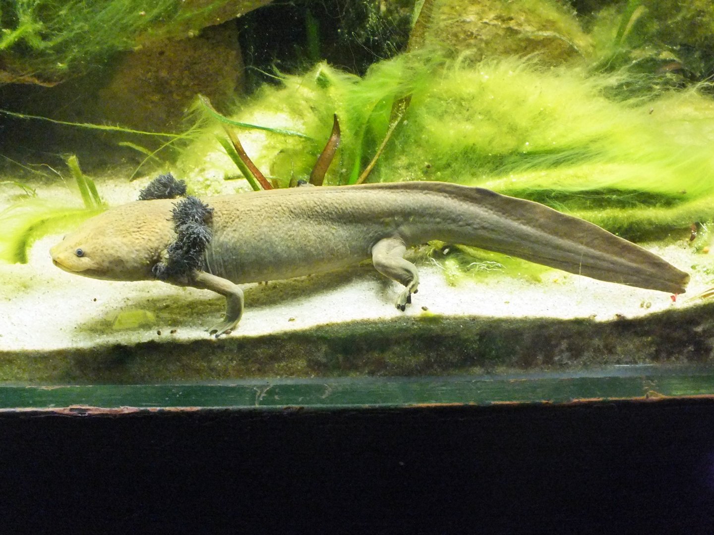 Lake Patzcuaro salamander