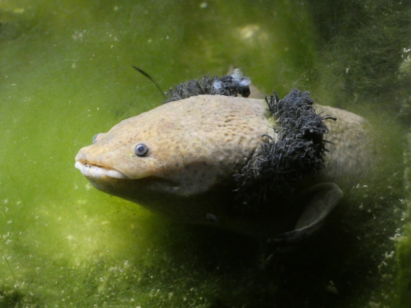 Lake Pátzcuaro salamander