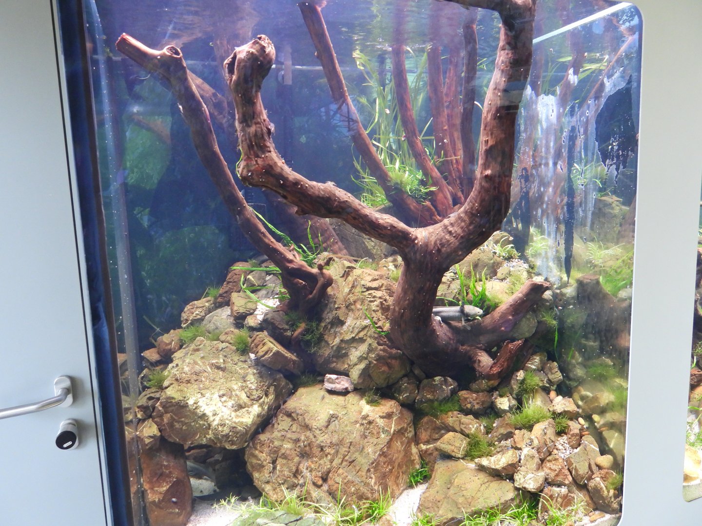 Lake Patzcuaro salamander