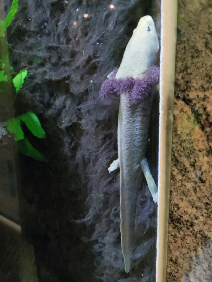 Lake Pátzcuaro salamander