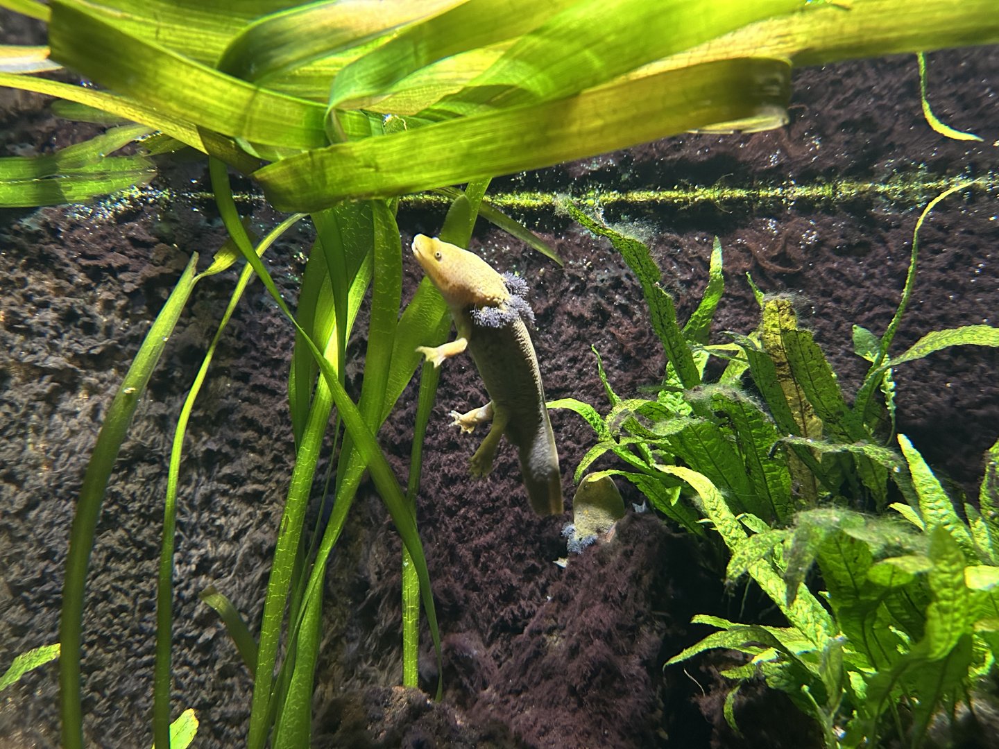 Lake Patzcuaro Salamander