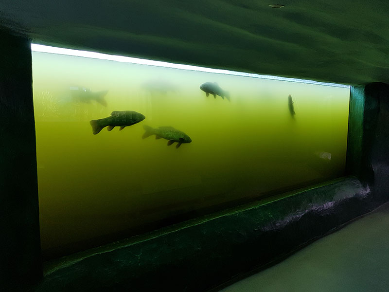 lake/pond underwater viewing