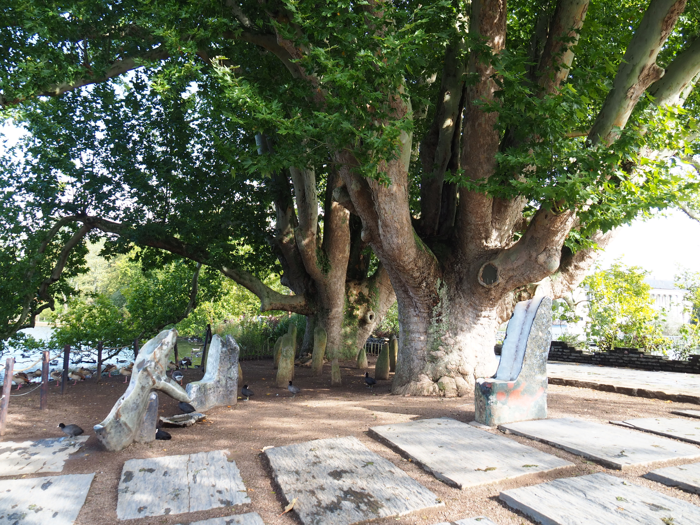 Lake-side gardens with large old plane trees, rocks and petrified wood, 2019-10-04