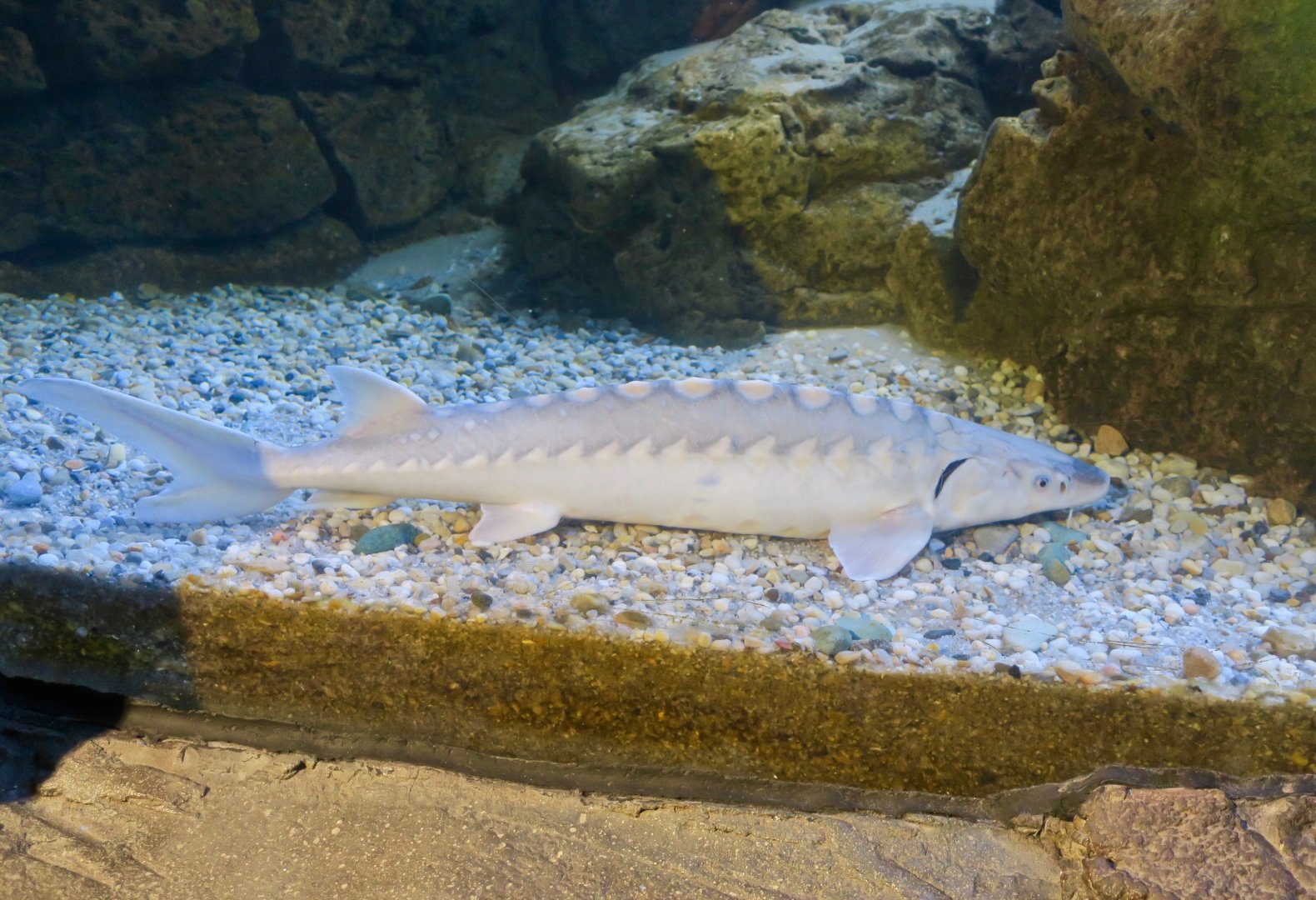 Lake Sturgeon (Acipenser fulvescens)