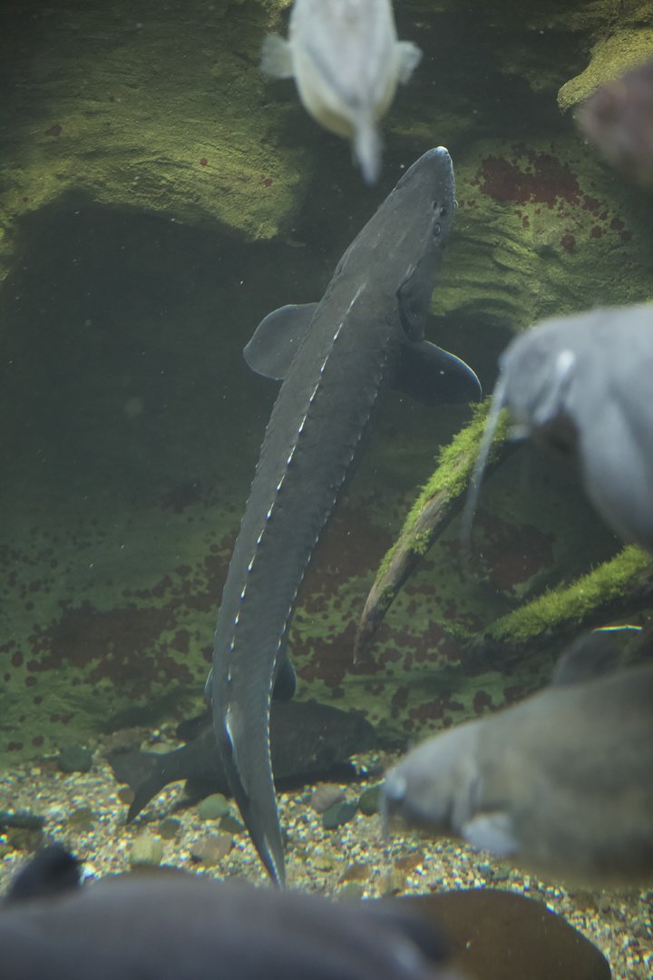 Lake Sturgeon/ Acipenser fulvescens