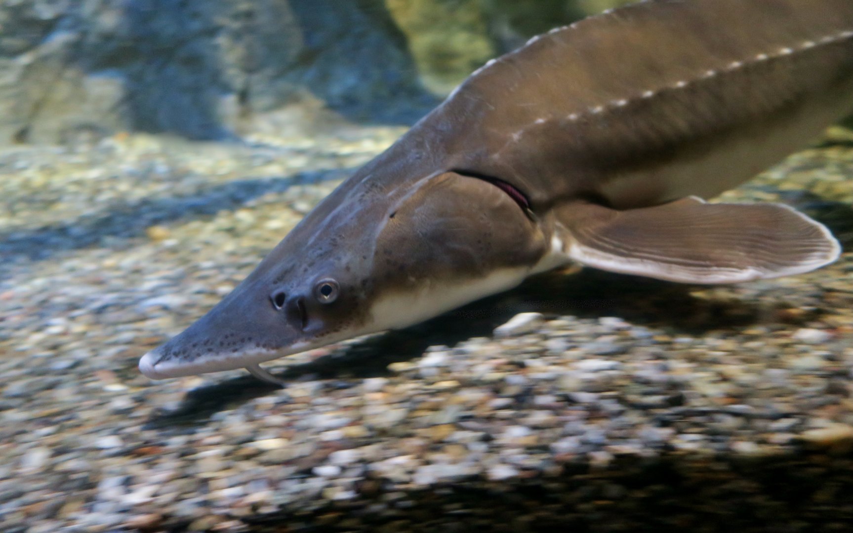 Lake Sturgeon (Acipenser fulvescens)