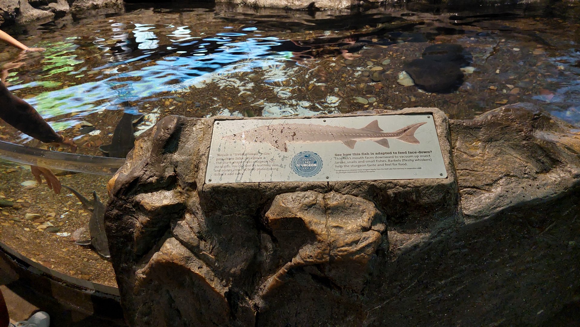 Lake Sturgeon signage and touch pool
