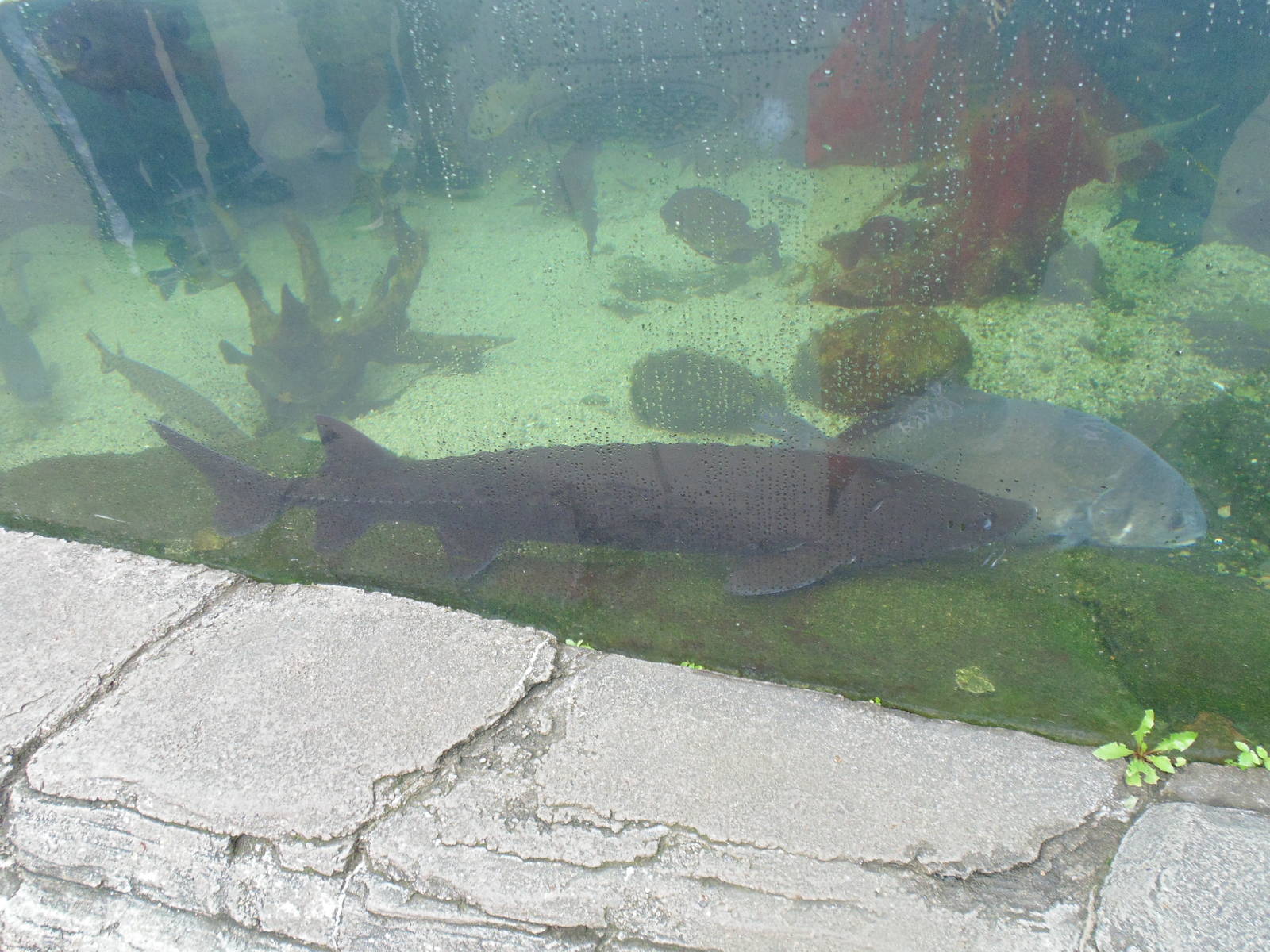 Lake Sturgeon