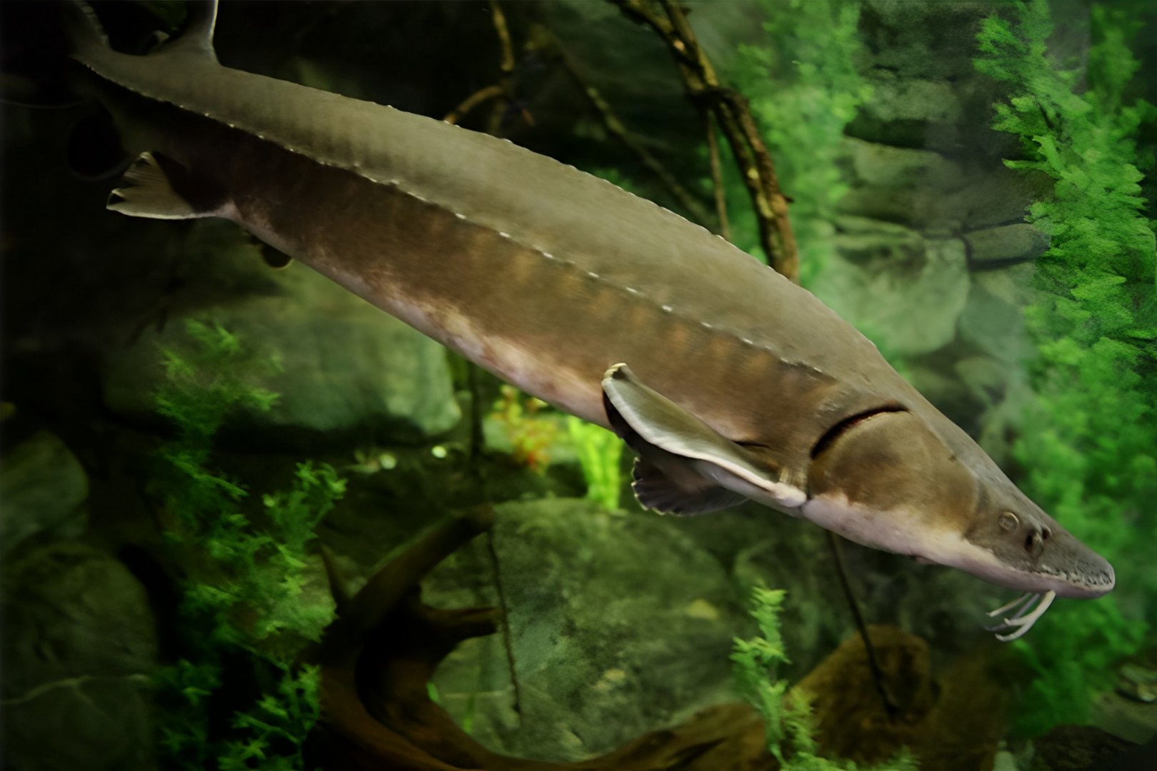 Lake Sturgeon