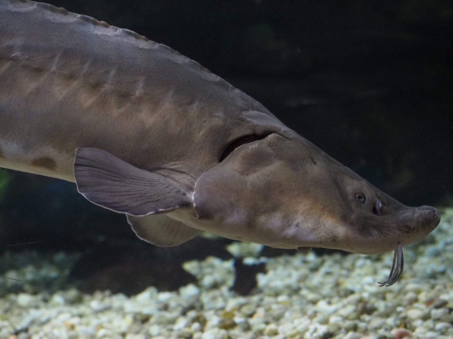 Lake Sturgeon