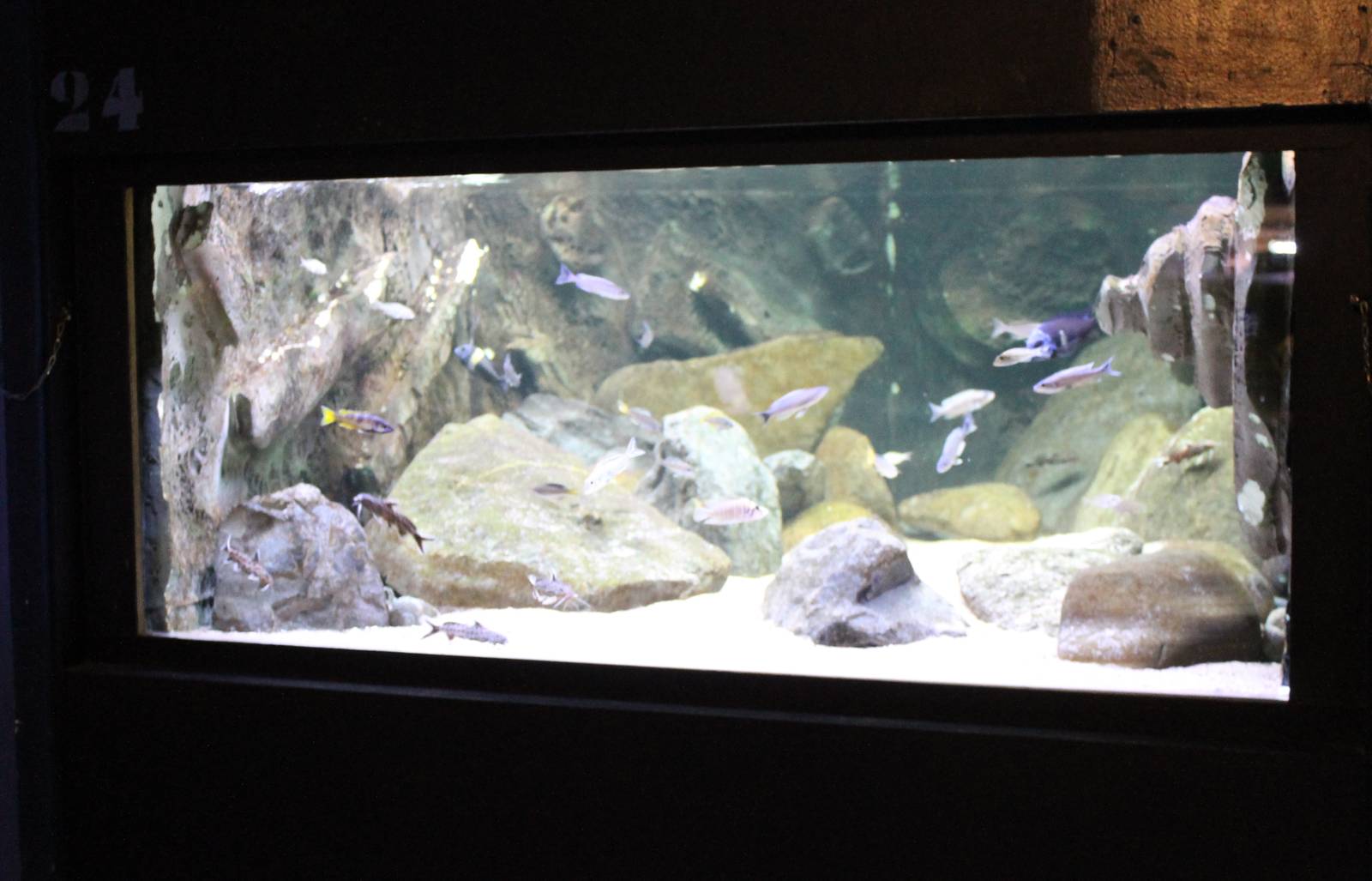 Lake Tanganyika aquarium