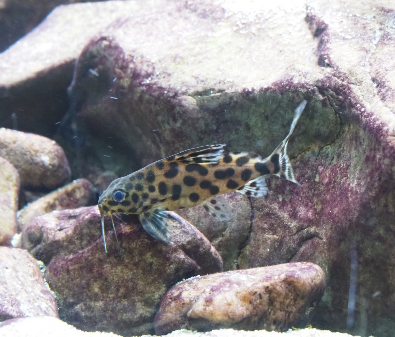 Lake Tanganyika Catfish - Synodontis species?