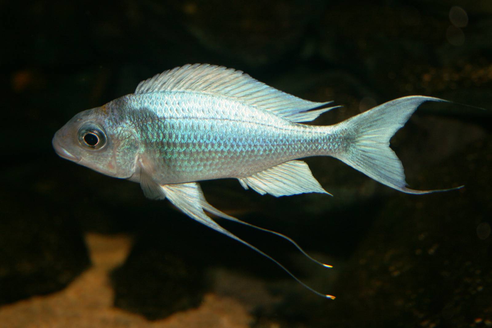 Lake Tanganyika cichlid; Basle Zoo; 27th August 2009
