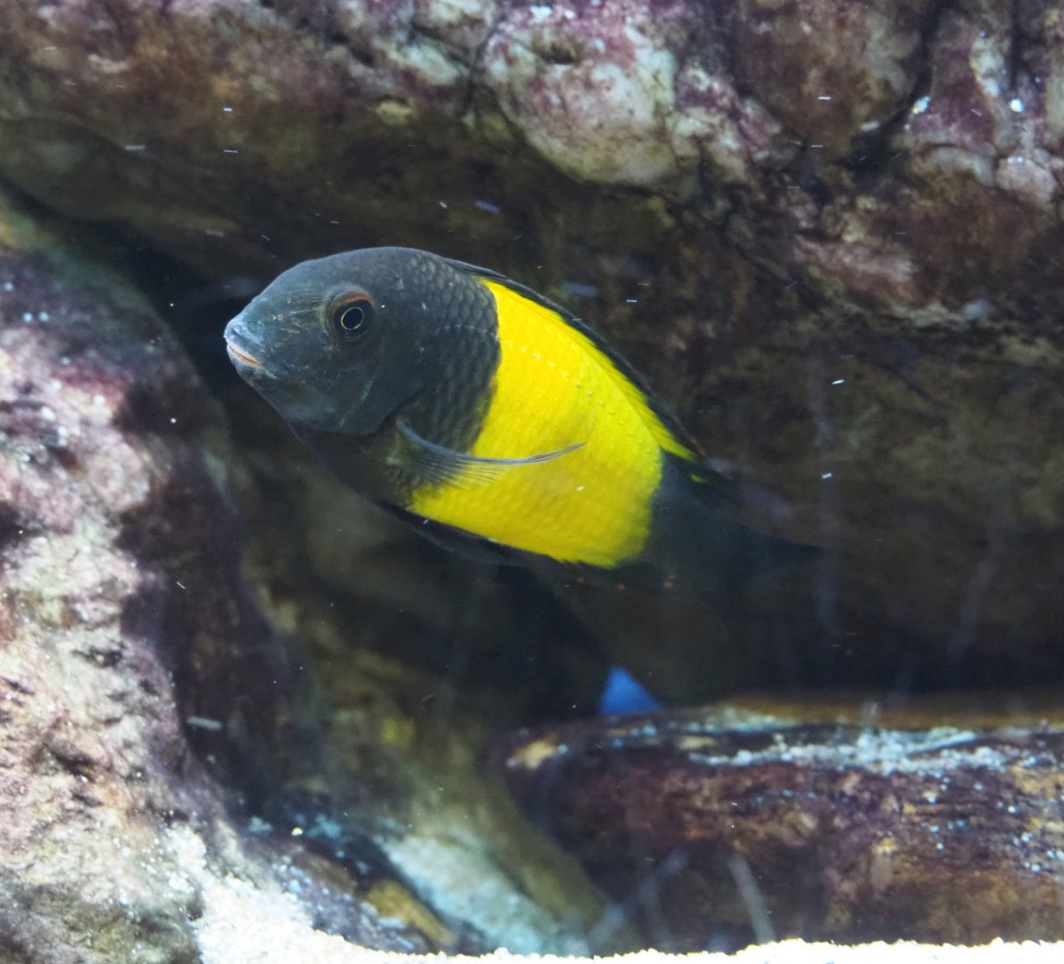 Lake Tanganyika cichlid species? (1)
