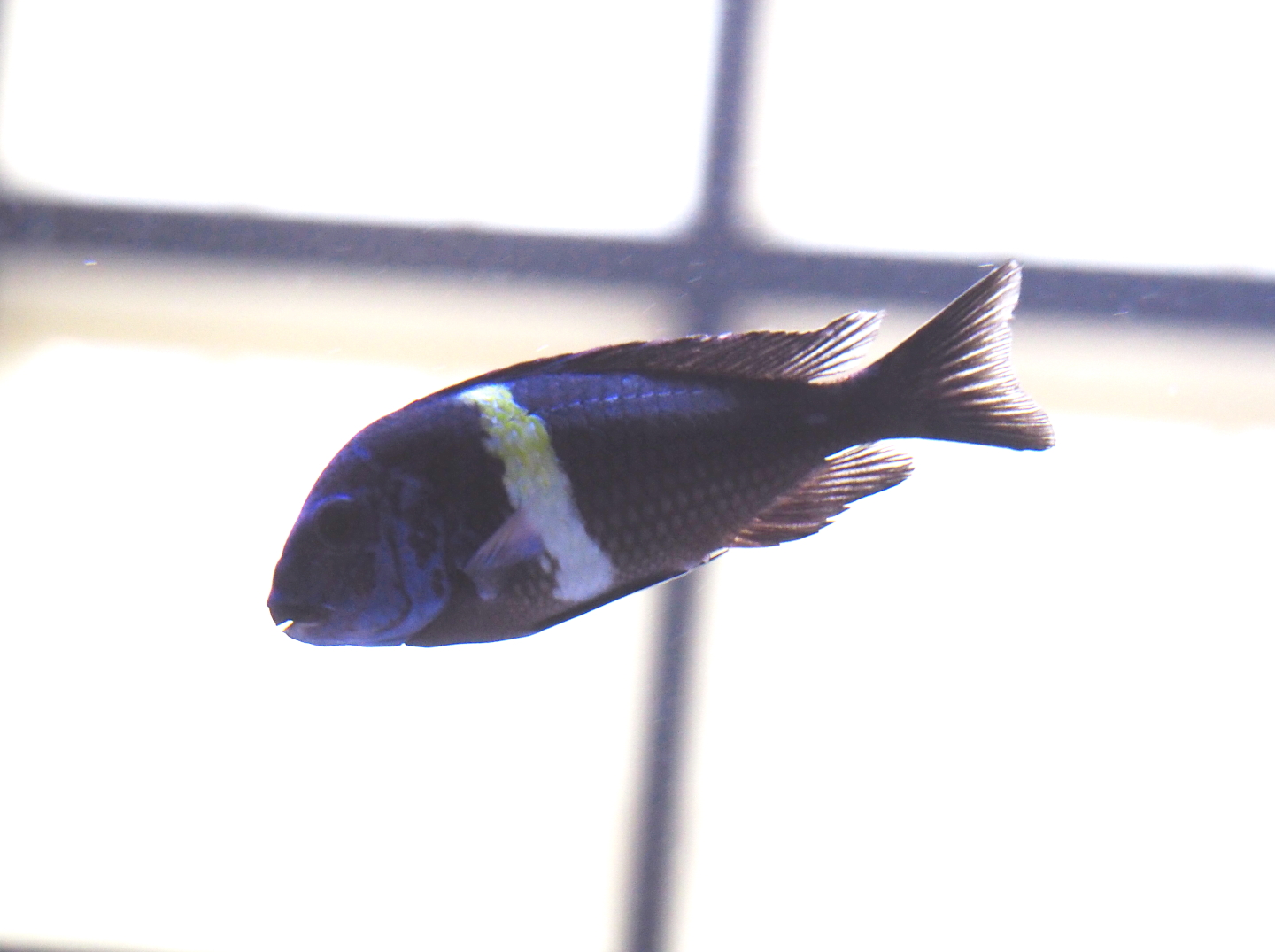 Lake Tanganyika cichlid species? (2)