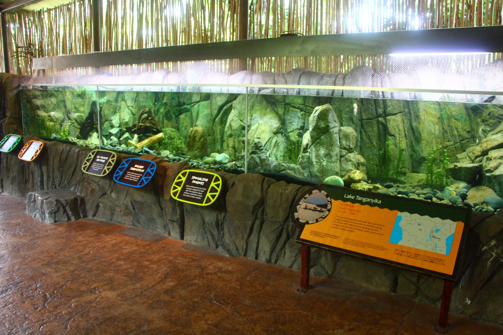 Lake Tanganyika exhibit