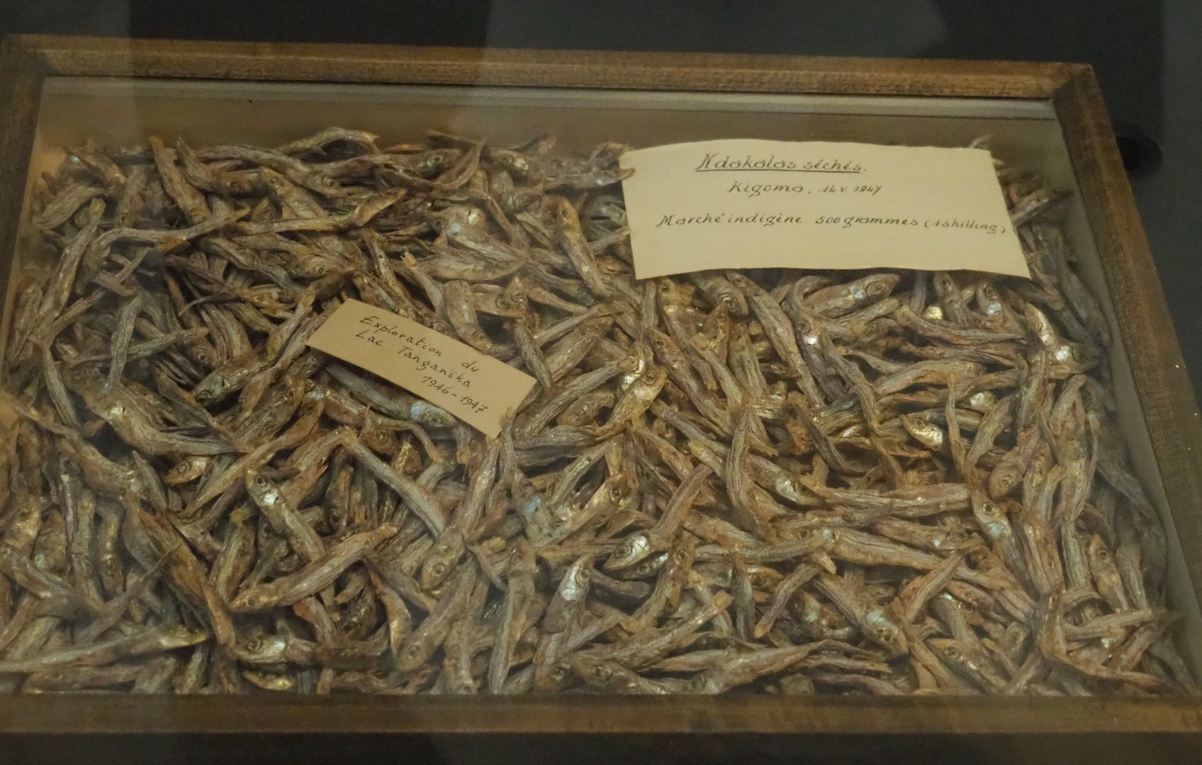 Lake Tanganyika sprat (Stolothrissa tanganicae) specimens, 2021-10-20