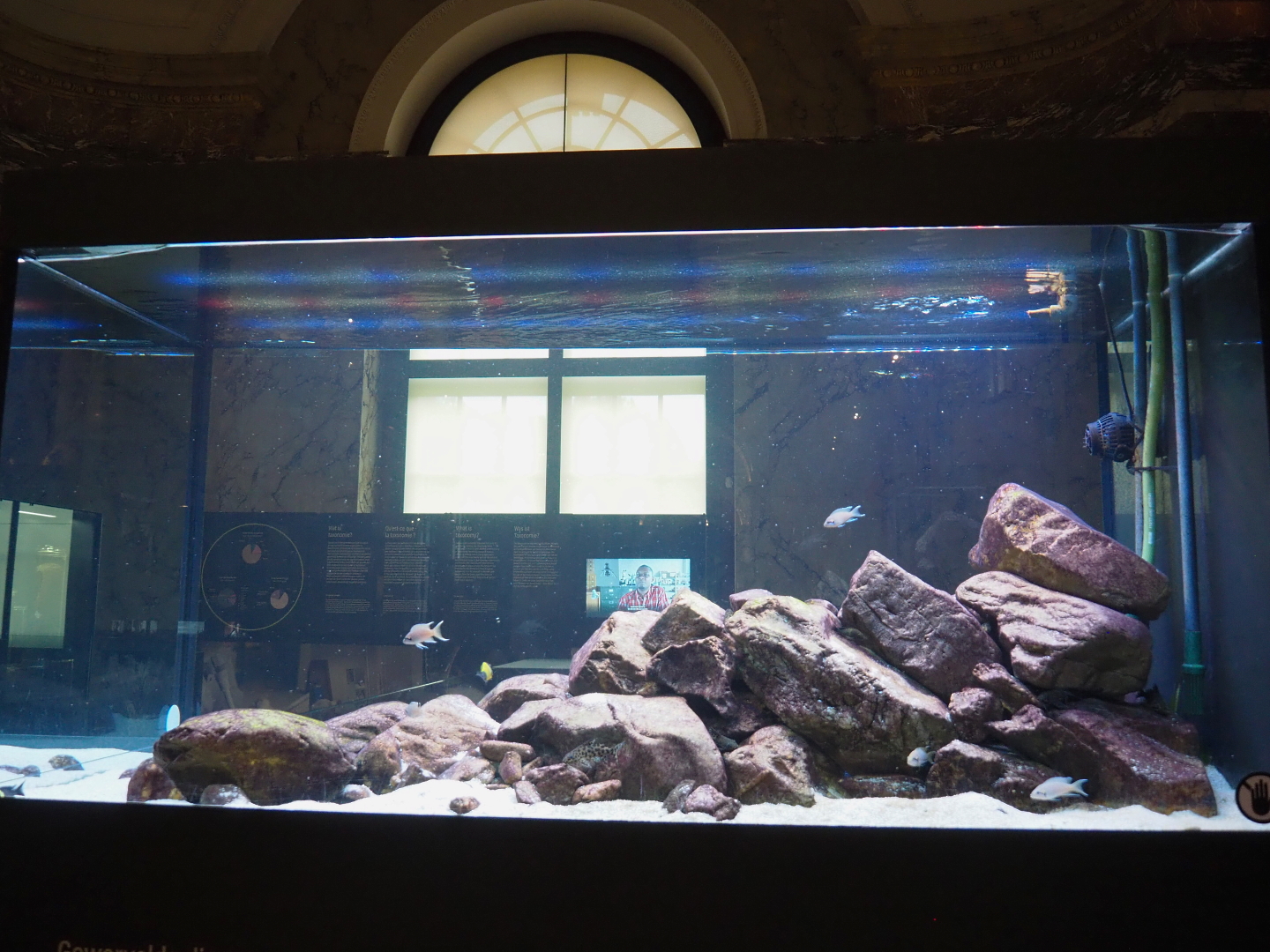 Lake Tanganyika tank with cichlids and catfish, 2021-10-20