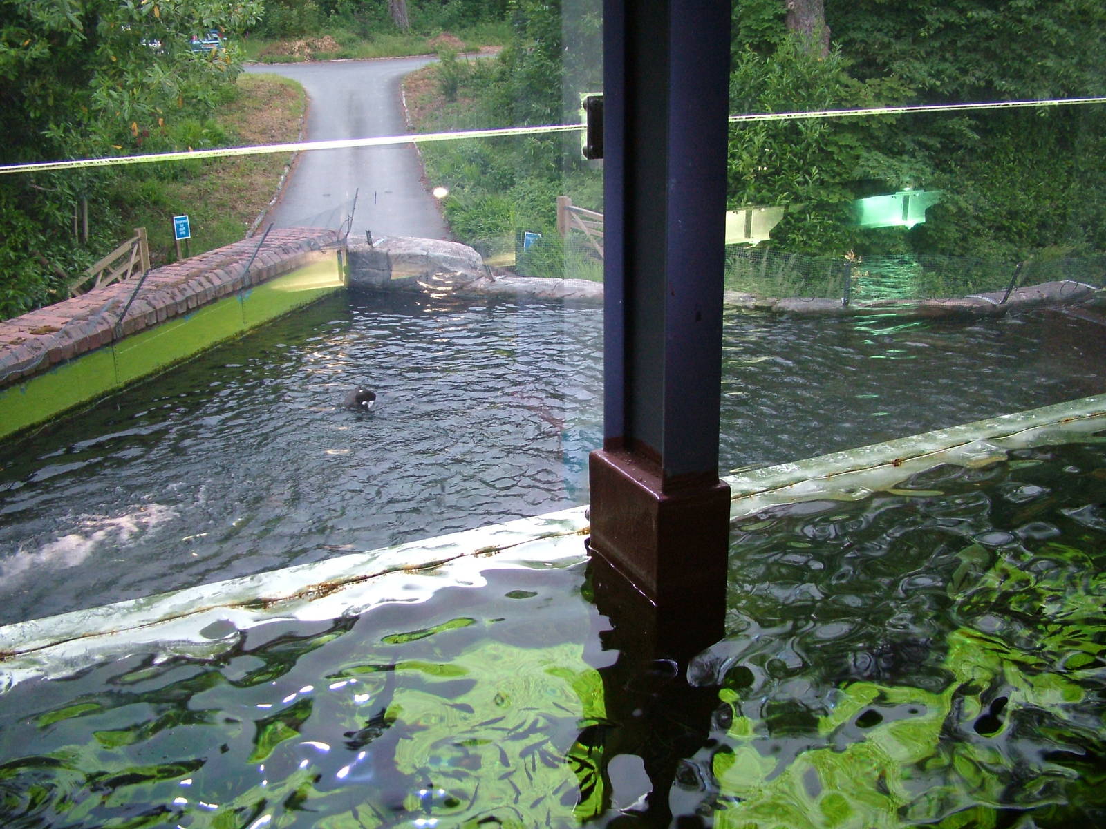 Lake Tank duckpond at Lakes Aquarium 2008