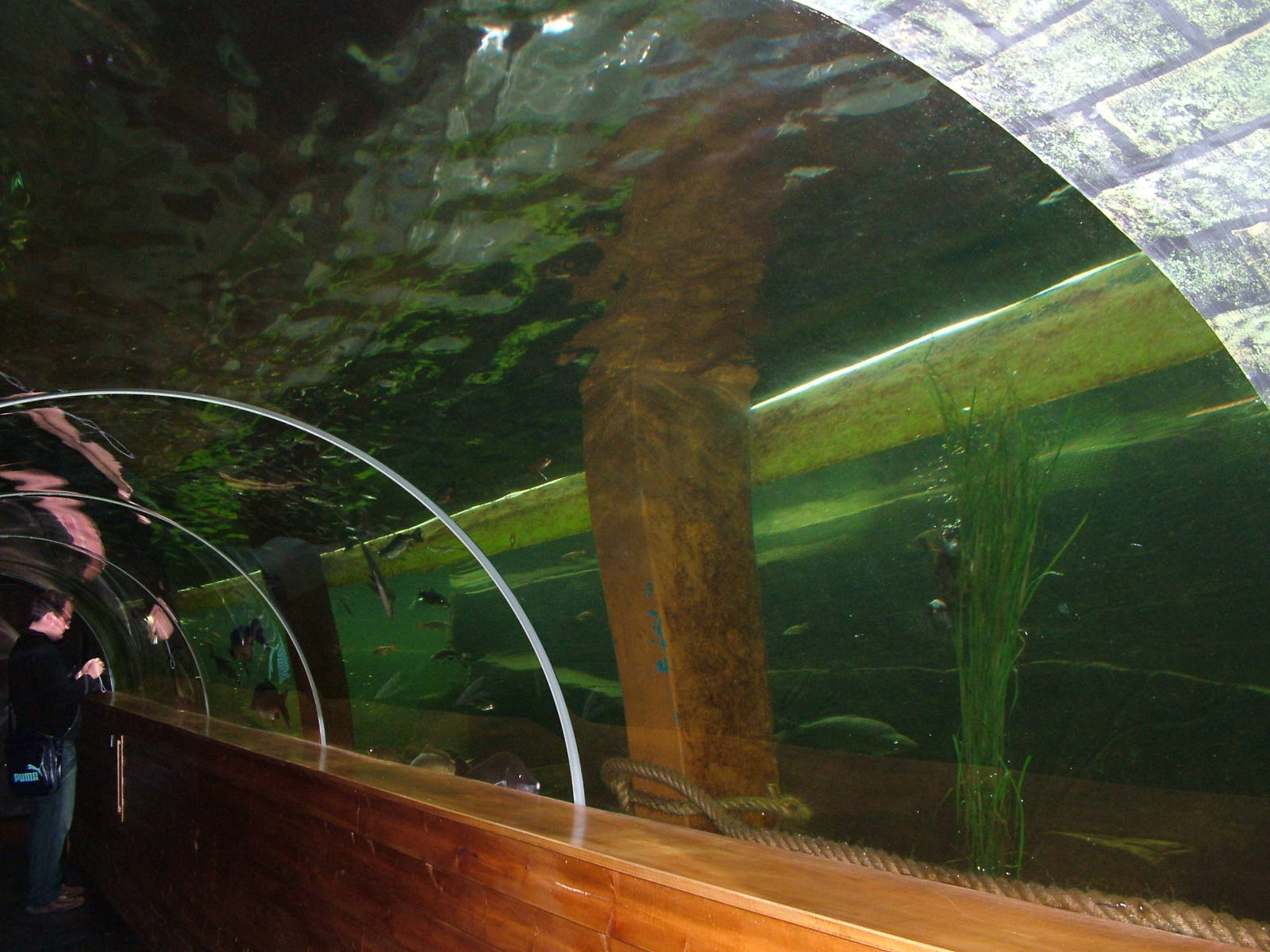 Lake tank with diving ducks at Lakes Aquarium 2008