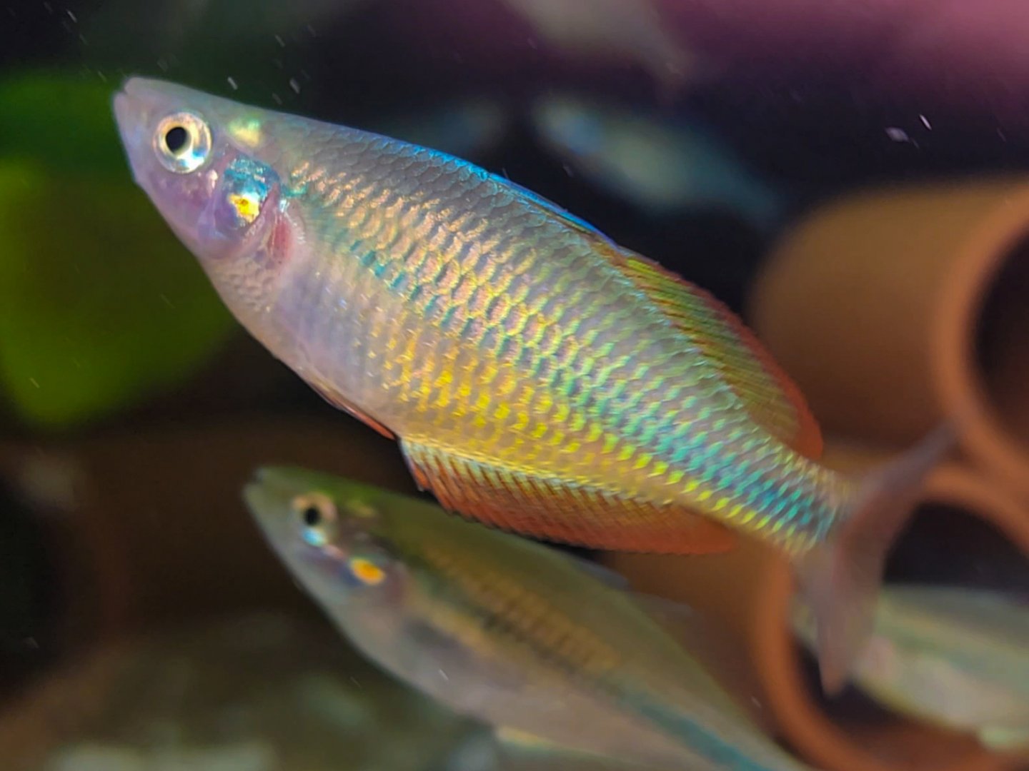 Lake Tebera Rainbowfish (Melanotaenia herbertaxelrodi)