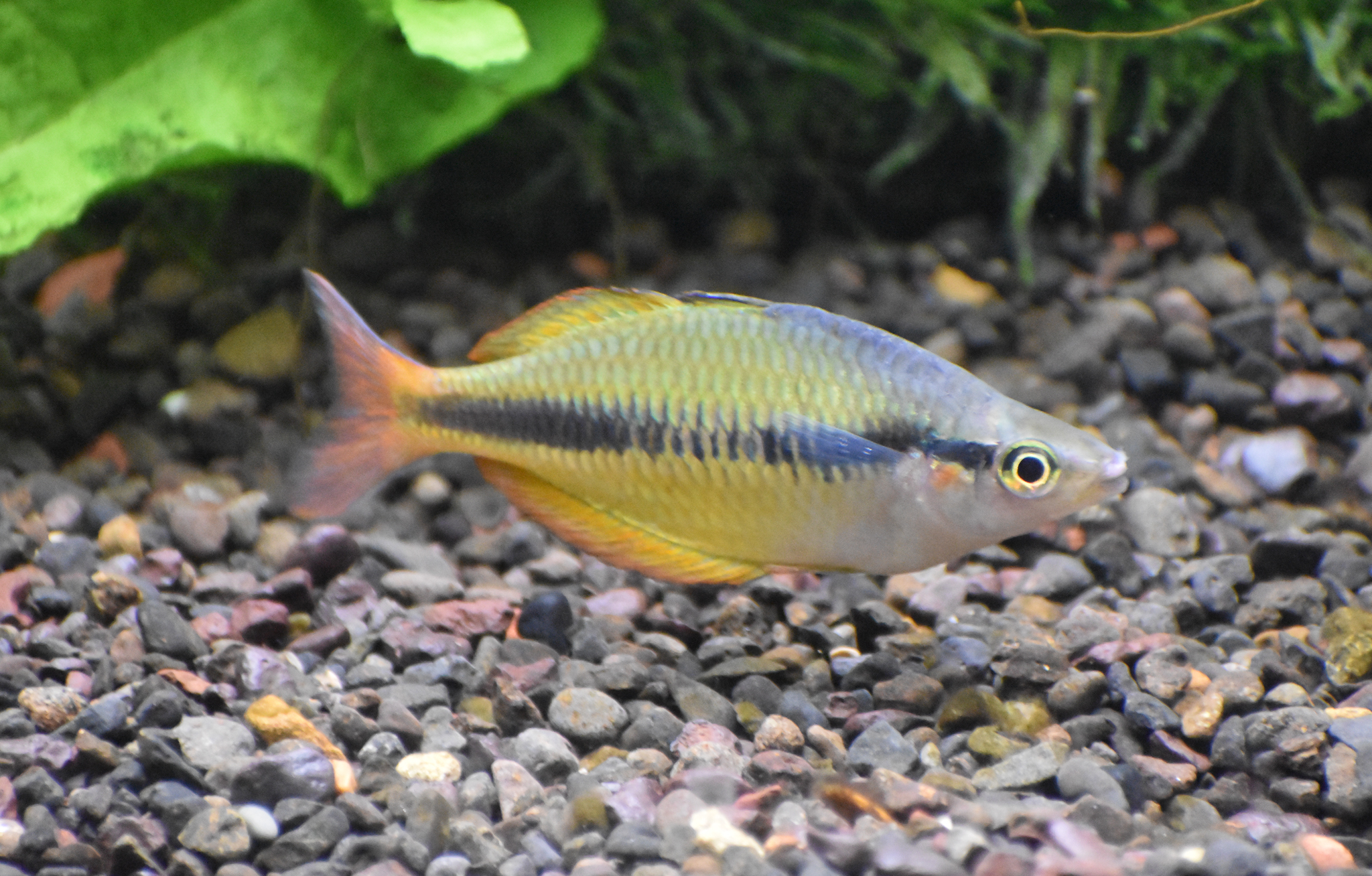 Lake Tebera Rainbowfish