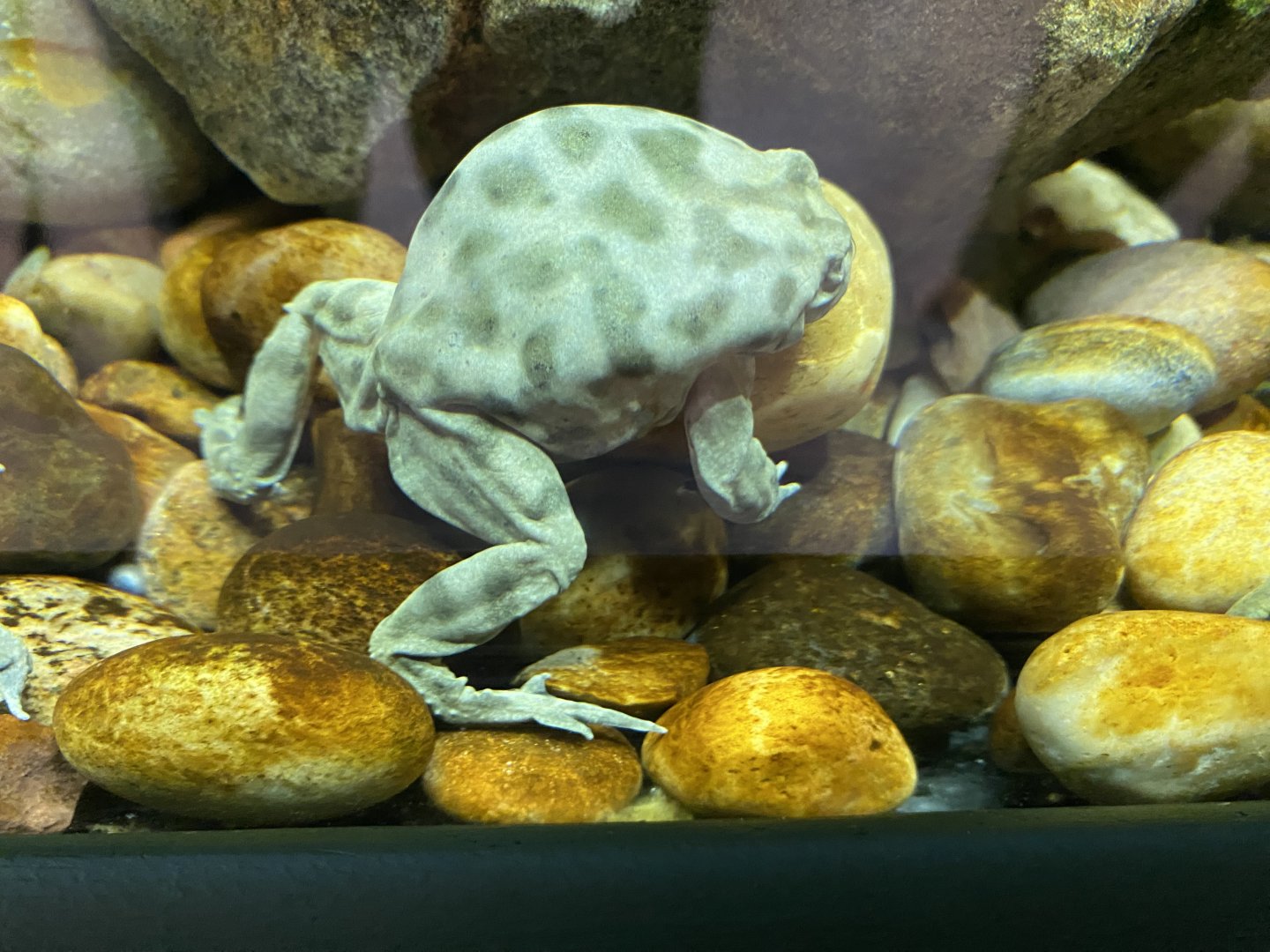 Lake Titicaca frog 290224