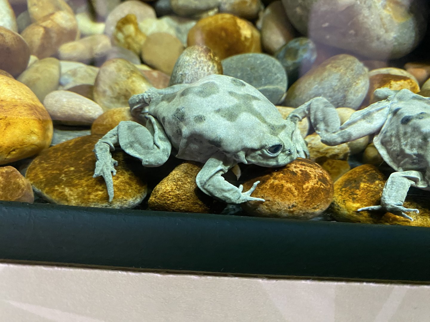 Lake Titicaca frog 290224