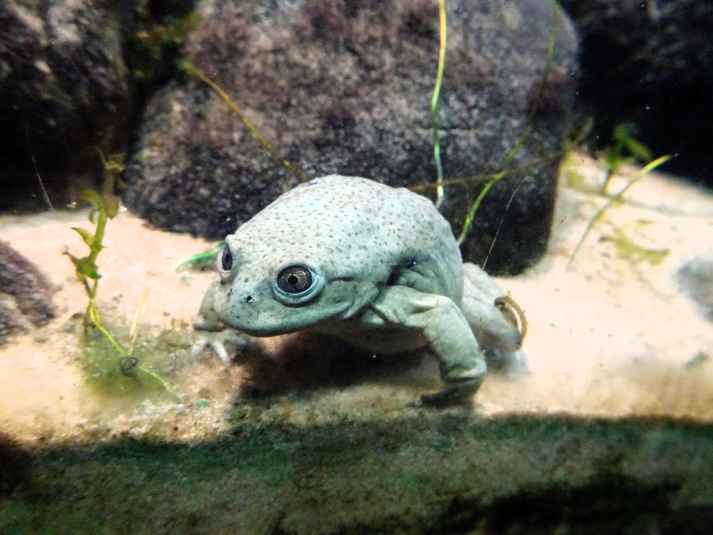 Lake Titicaca Frog 6 September 2025