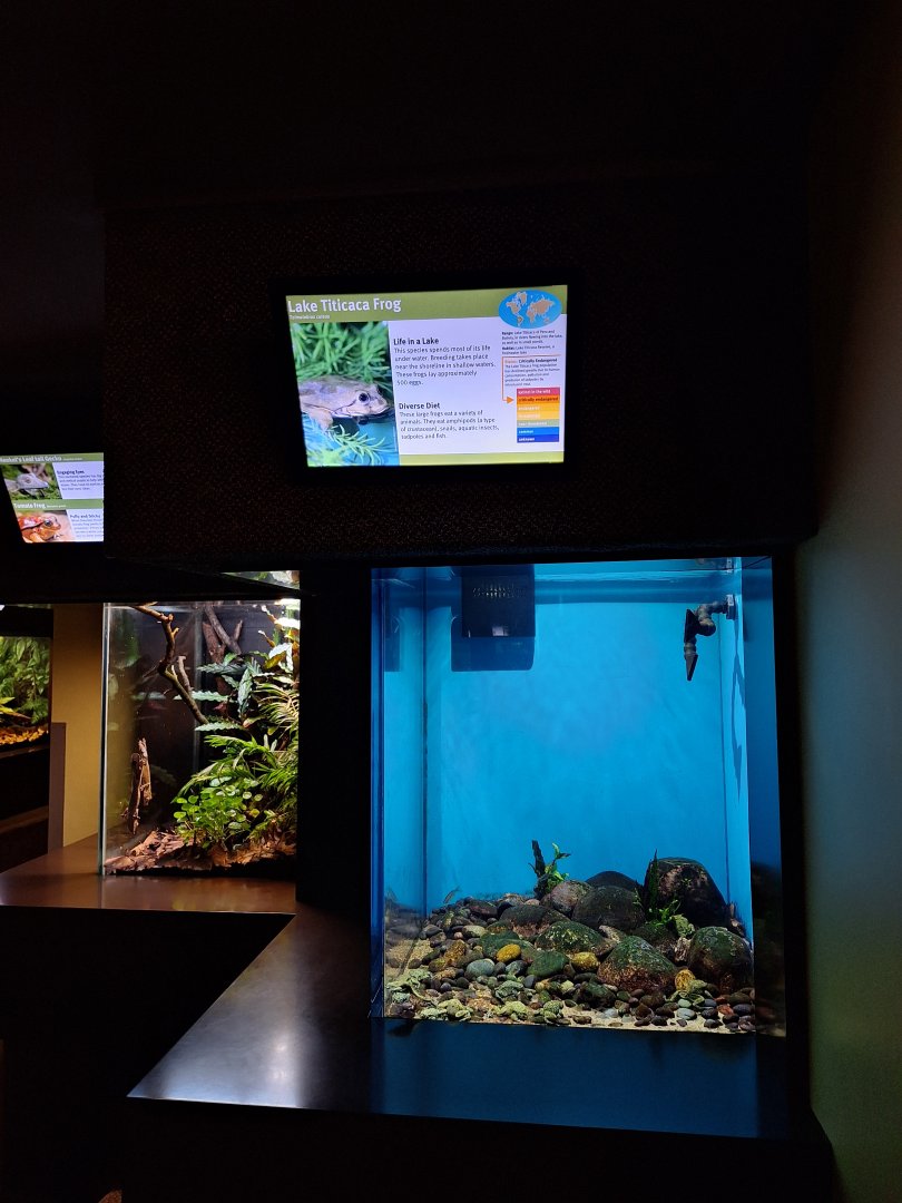 Lake Titicaca frog aquarium
