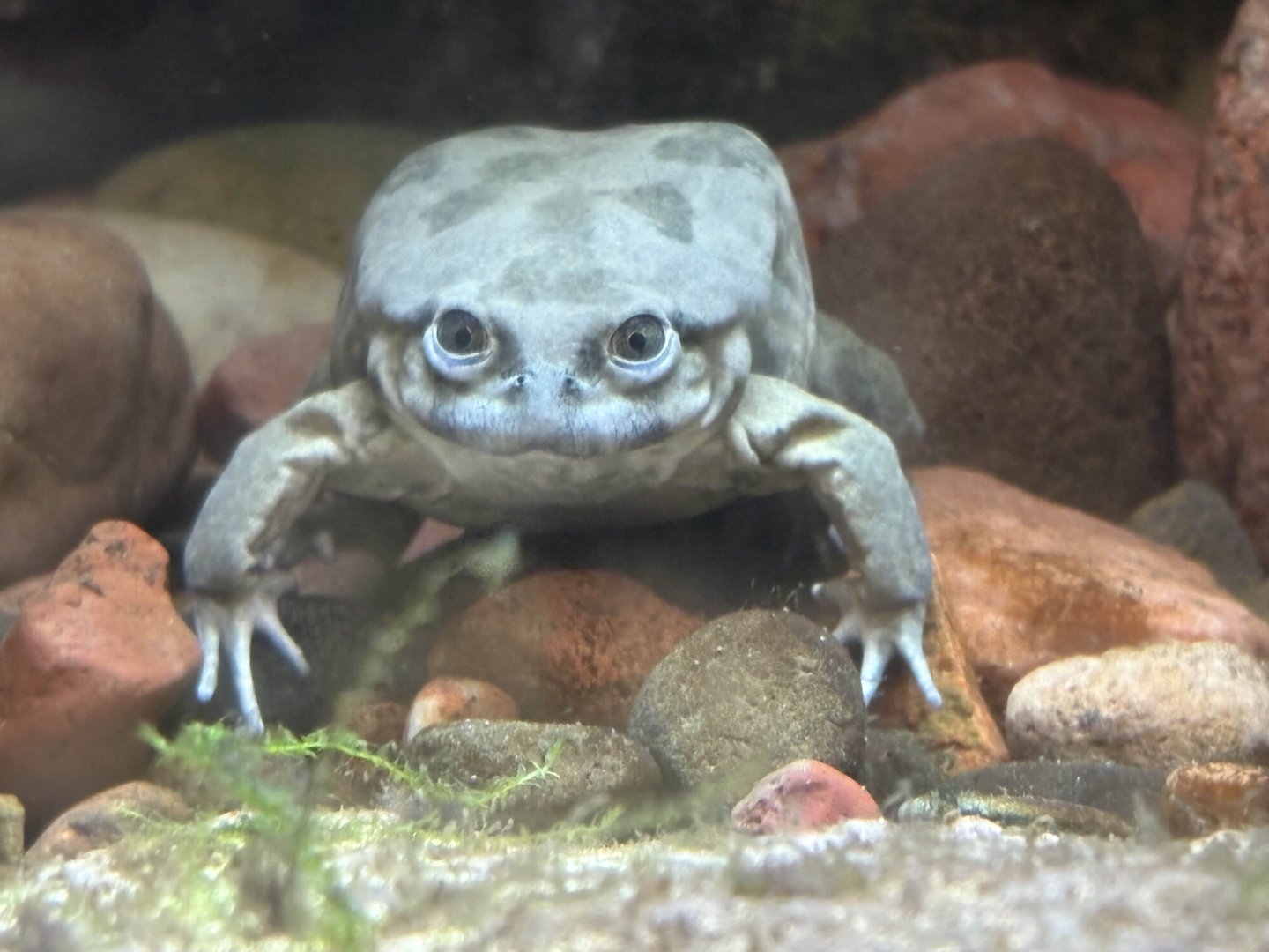 Lake Titicaca Frog - Brookfield Zoo, 9/6/2025