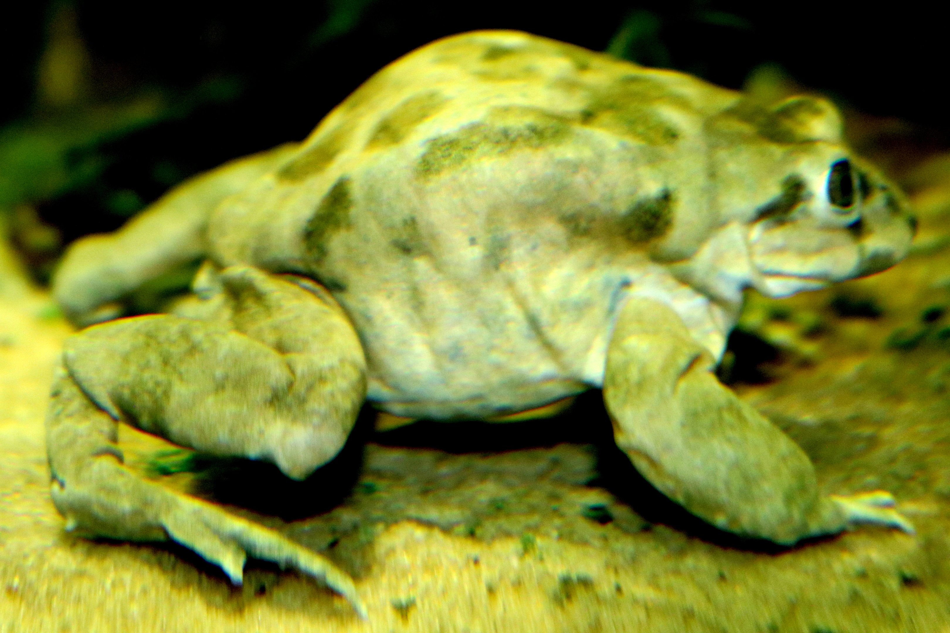 Lake Titicaca frog; Chester Zoo; 30th October 2022