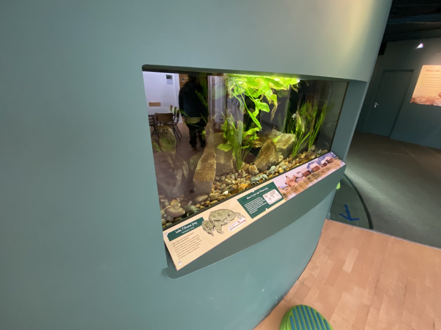 Lake Titicaca frog exhibit 290224