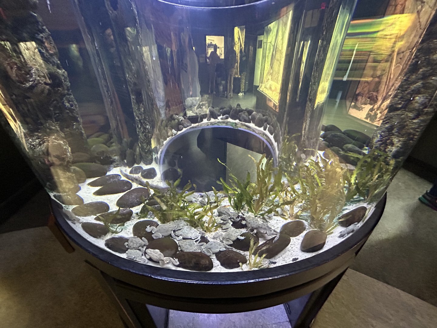 Lake Titicaca Frog Exhibit - ARC