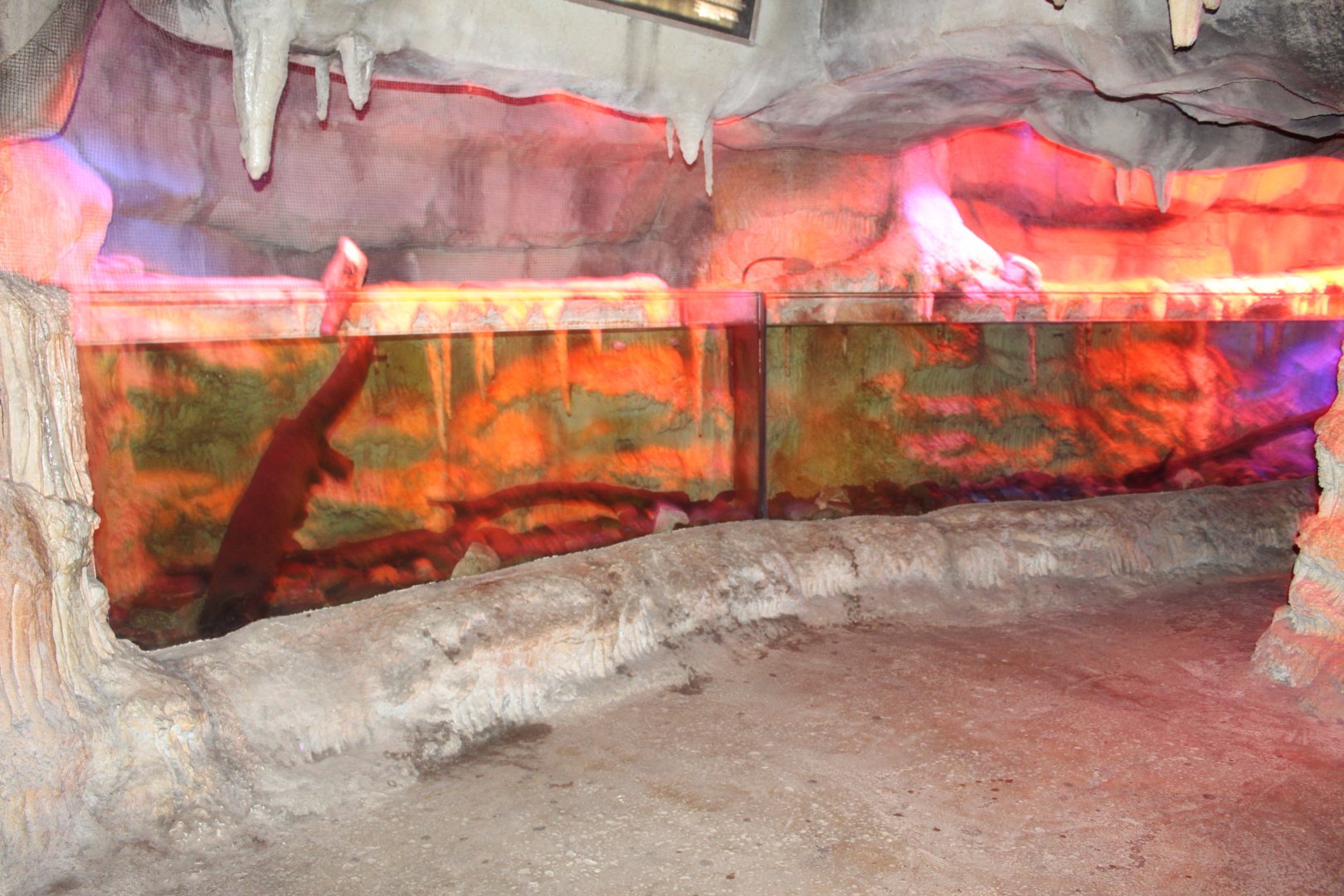 Lake Titicaca Frog Exhibit - Kingdoms of the Night