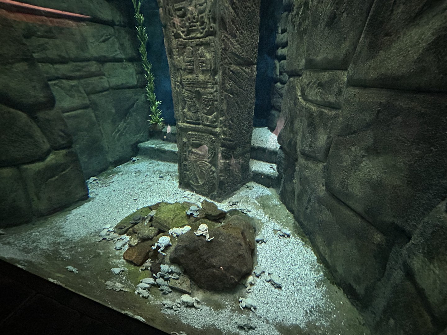 Lake Titicaca Frog Exhibit - Terrarium