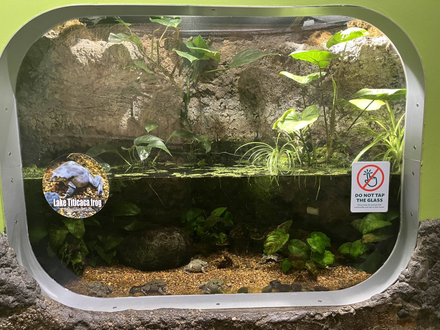 Lake Titicaca frog exhibit