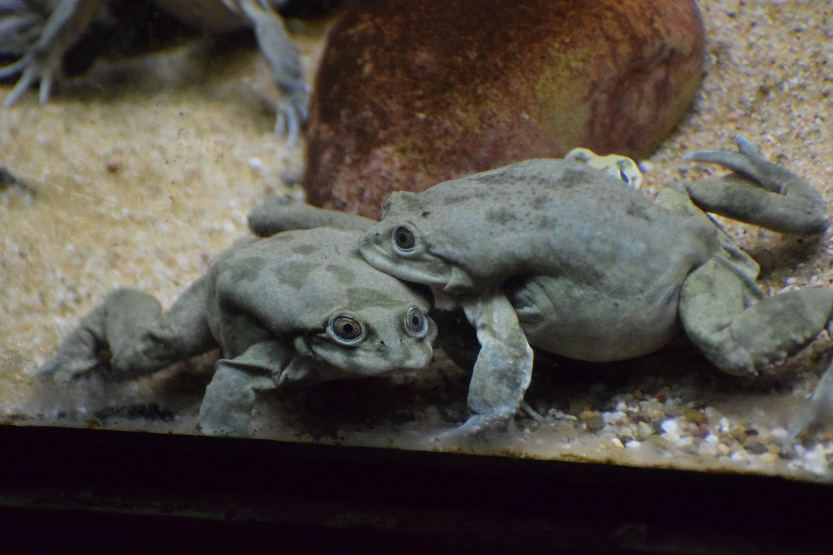 Lake Titicaca frog - July 2022